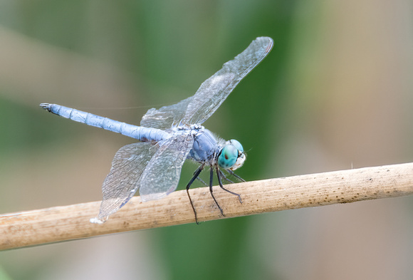 Blue dasher - Pachydiplax longipennis