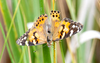 Painted lady - Vanessa cardui