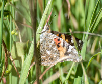 Painted lady - Vanessa cardui