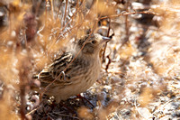 Chestnut-collared Longspur - Calcarius ornatus