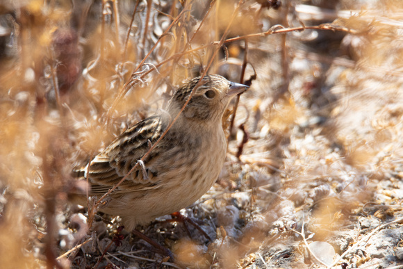 Chestnut-collared Longspur - Calcarius ornatus