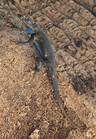 Great Basin Fence Lizard - Sceloporus occidentalis longipes