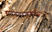 Stone centipede - Lithobius sp.