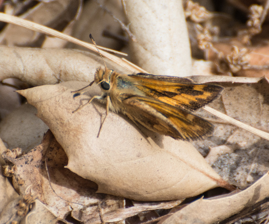 Woodland skipper - Ochlodes sylvanoides