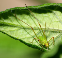 Mediterranean katydid - Phaneroptera nana