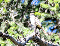 Ash-throated Flycatcher - Myiarchus cinerascens