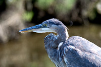 Los Cerritos Wetlands Bird Count 08-22-2024