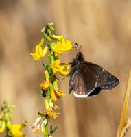 Funereal duskywing - Erynnis funeralis