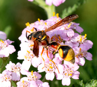 Boll's Potter Wasp - Eumenes bollii