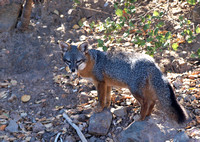 Santa Cruz Island Fox - Urocyon littoralis santacruzae