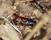 Burrowing wasp 4 - Ammophila sp.