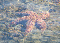 Sea Stars and Sea Urchins