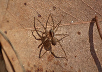 Wolf spider - Pardosa ramulosa