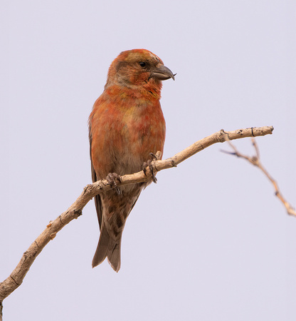 Red Crossbill - Loxia curvirostra