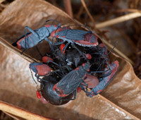 Red-shouldered bug - Jadera haematoloma