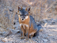 Santa Cruz Island Fox - Urocyon littoralis santacruzae