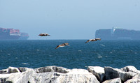 Brown Pelican - Pelecanus occidentalis