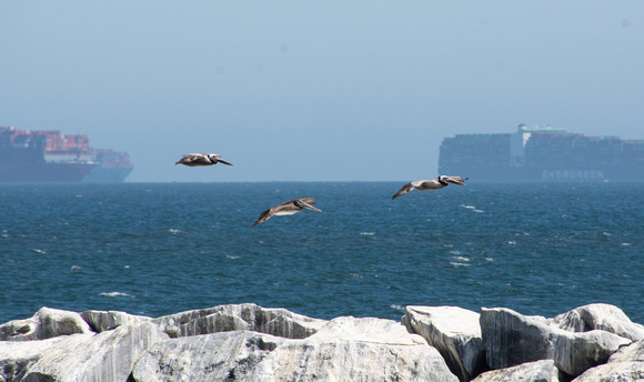 Brown Pelican - Pelecanus occidentalis