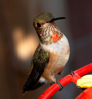 Allen's Hummingbird - Selasphorus sasin