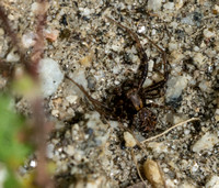 Ground crab spider - Xysticus sp.