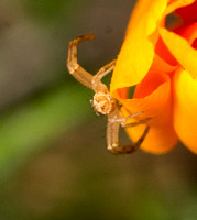 Crab spider - Mecaphesa sp.