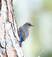 Western Bluebird - Sialia mexicana
