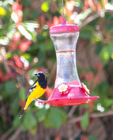 Scott's Oriole - Icterus parisorum