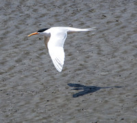 Elegant Tern - Thalasseus elegans