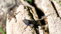 Western Fence Lizard - Sceloporus occidentalis