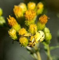 Whitebanded crab spider - Misumena formosipes