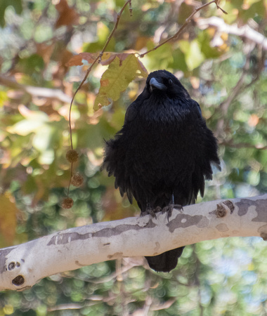 Common Raven - Corvus corax