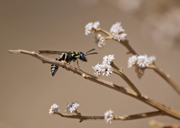 Wasp 3