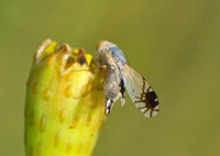 Fruit fly - Trupanea sp.