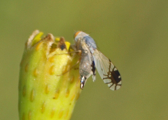 Fruit fly - Trupanea sp.