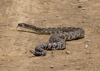 Southern Pacific Rattlesnake - Crotalus oreganus helleri