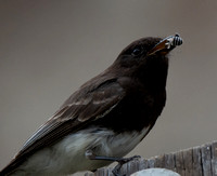 Black Phoebe - Sayornis nigricans, California Digger Bee - Anthophora californica