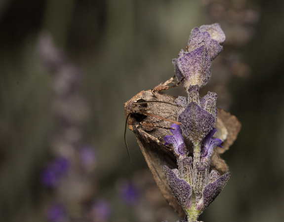 Pearly Underwing Moth - Peridroma saucia
