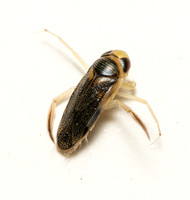 Water boatman - Unidentified sp.