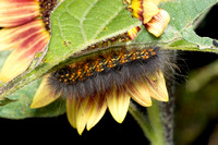 Salt marsh moth - Estigmene acrea