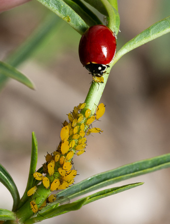 Blood red lady beetle - Cycloneda sanguinea, Oleander aphid - Aphis nerii