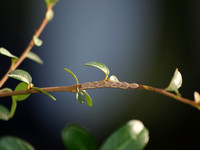 Angle-wing katydids - Microcentrum sp.