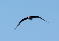 Pomarine Jaeger - Stercorarius pomarinus