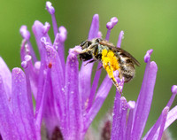 Sweat bee - Complex Lasioglossum gemmatum