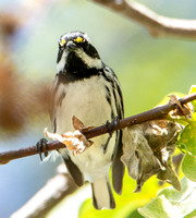 Black-throated Gray Warbler - Setophaga nigrescens (male)