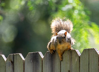 Eastern fox squirrel  - Sciurus niger