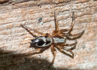 Ground Spider - Sergiolus montanus