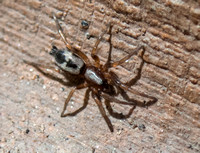 Ground Spider - Sergiolus montanus