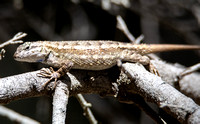 Western Fence Lizard - Sceloporus occidentalis