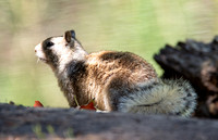 California ground squirrel - Otospermophilus beecheyi