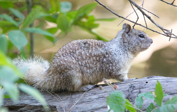 California ground squirrel - Otospermophilus beecheyi